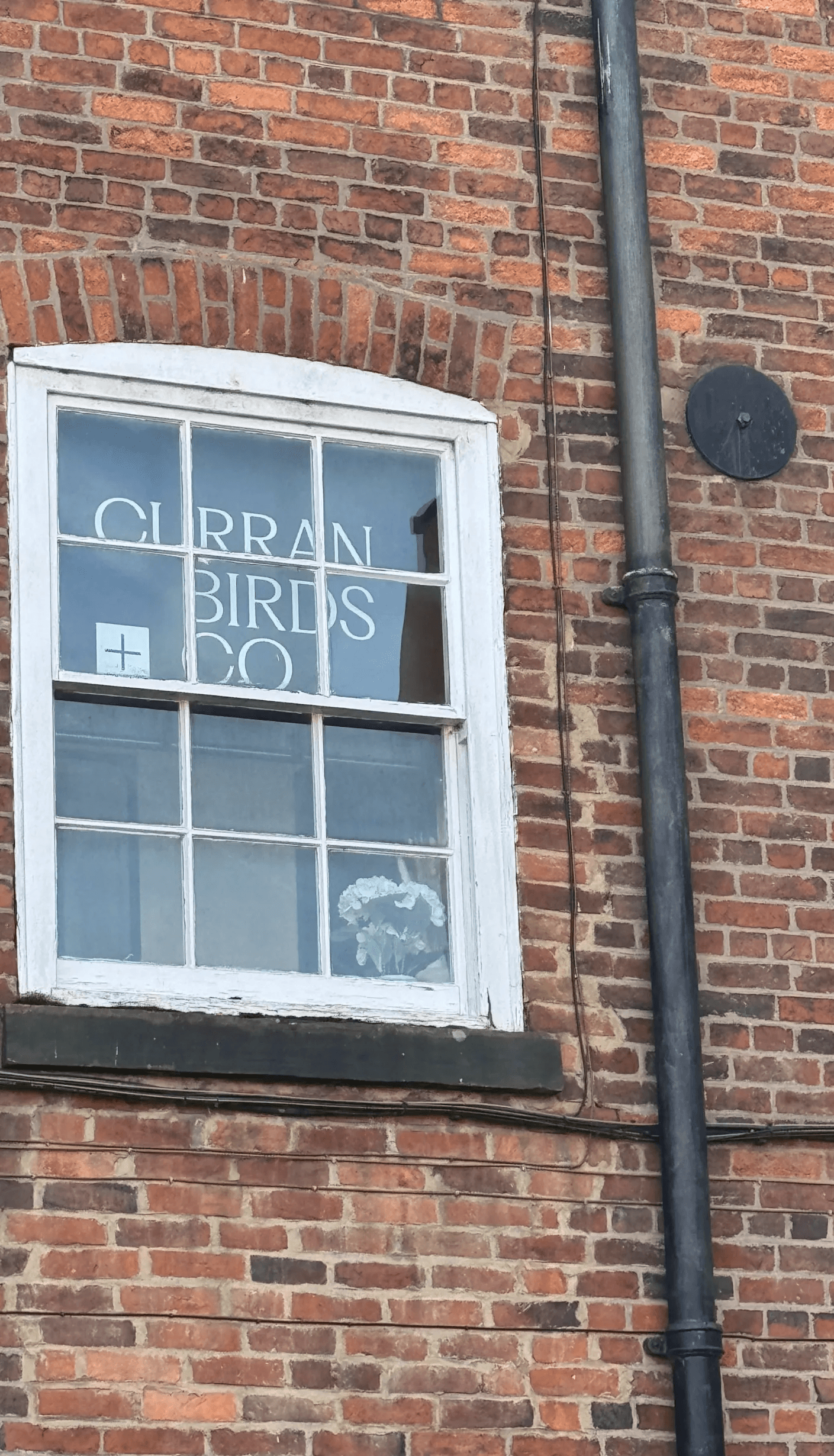 Curran Birds Co. window blind